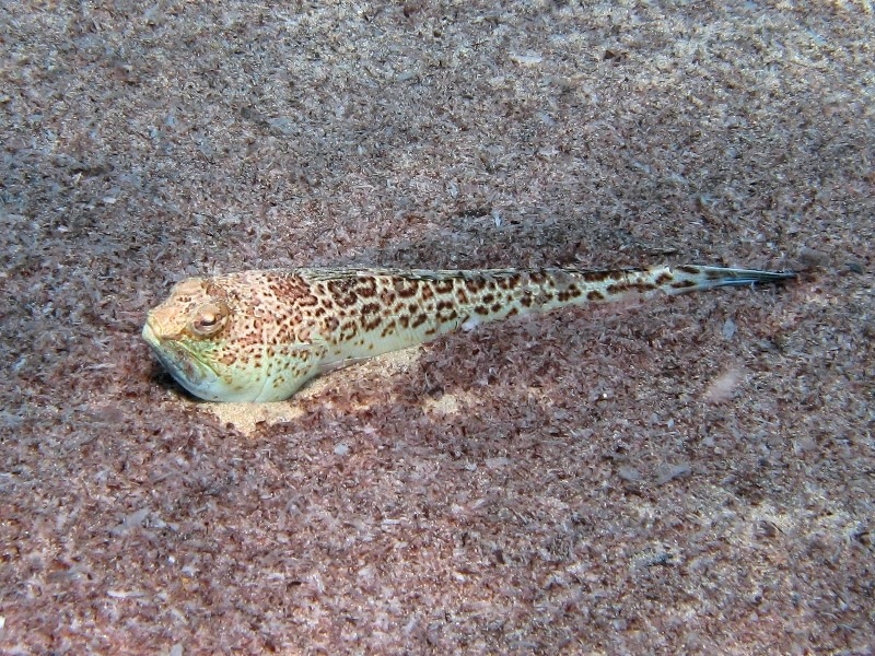 Trachinus radiatus (Cuvier, 1829)